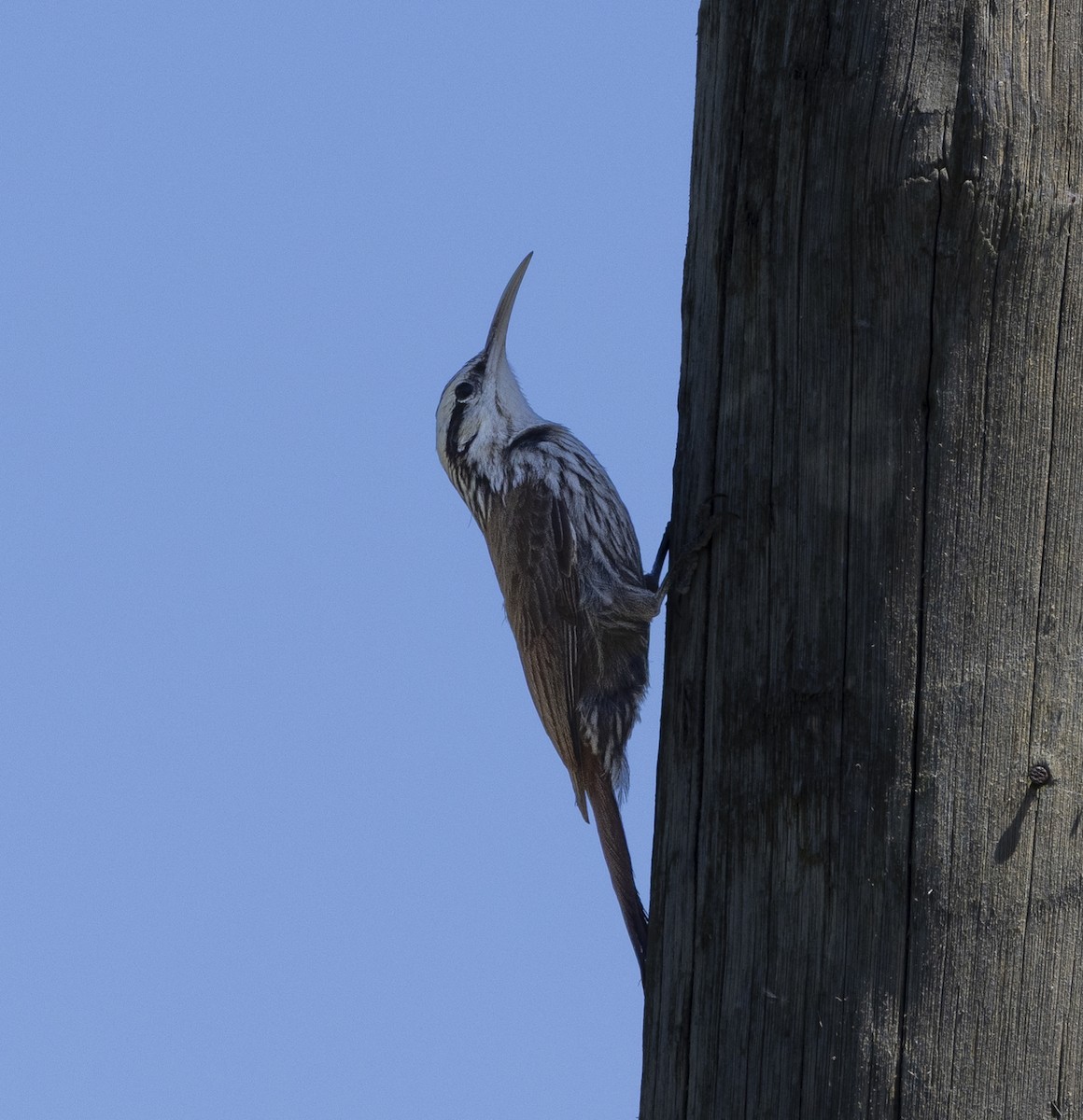 Narrow-billed Woodcreeper - ML646843962