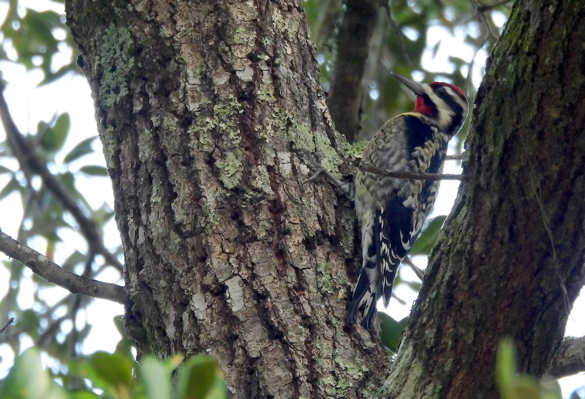 Sarı Karınlı Ağaçkakan - ML646843963