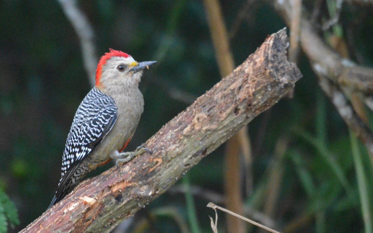Yucatan Woodpecker - ML646843964