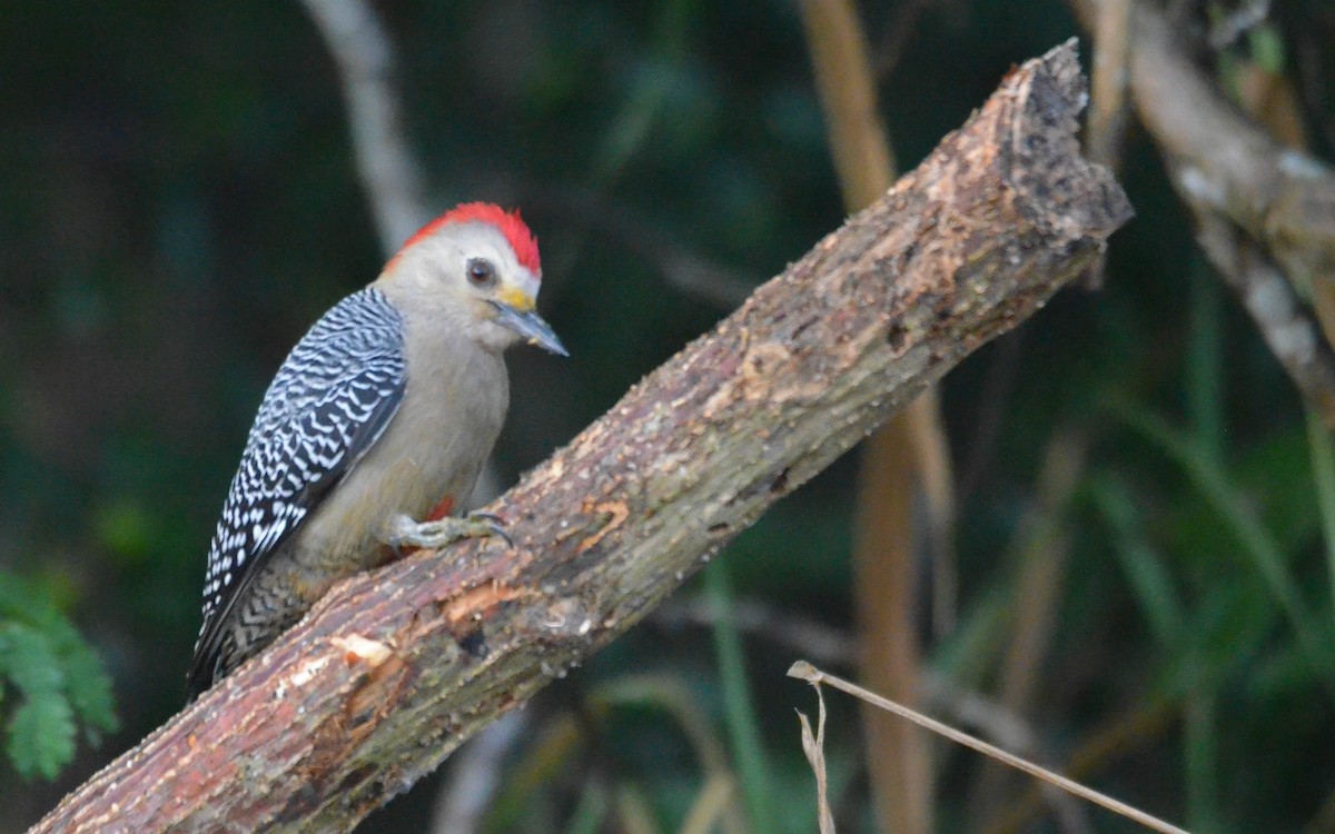 Yucatan Woodpecker - ML646843965