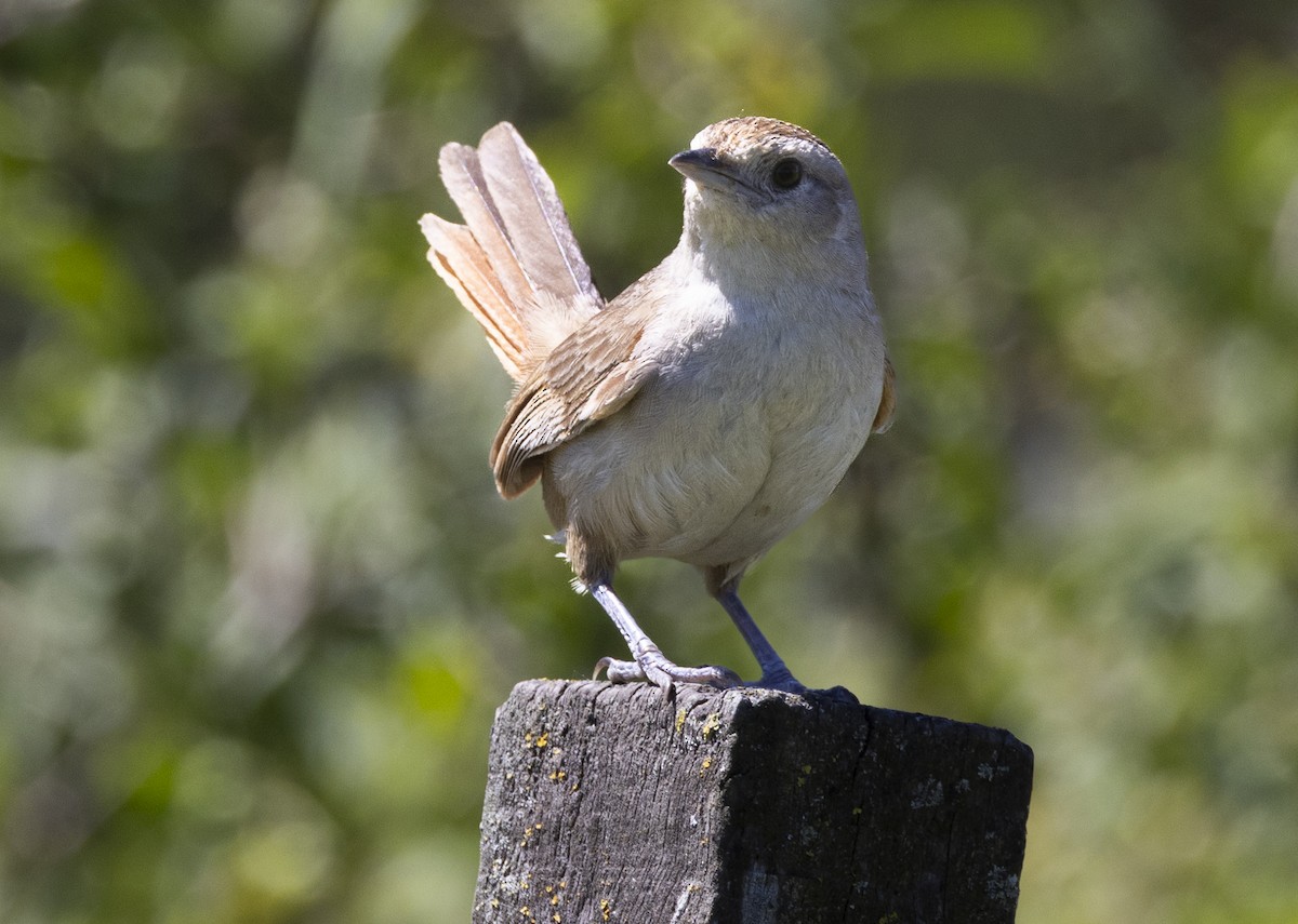 Little Thornbird - ML646843966