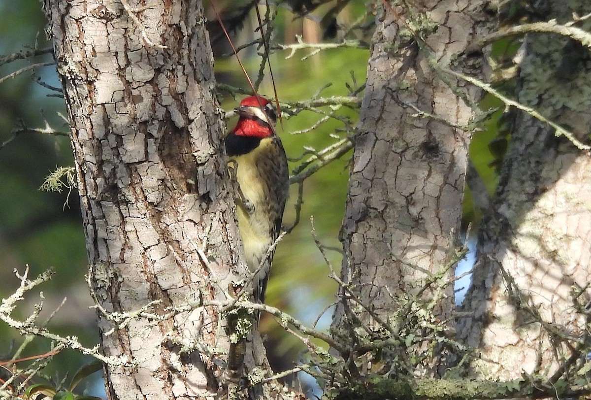 Sarı Karınlı Ağaçkakan - ML646843967