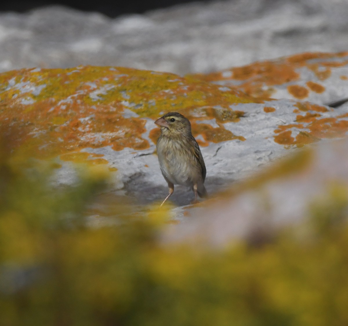 Southern Red Bishop - ML646843968