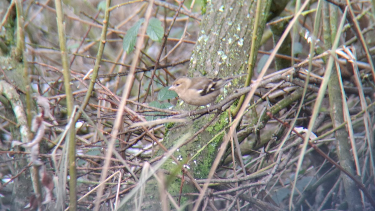 Common Chaffinch - ML646843969