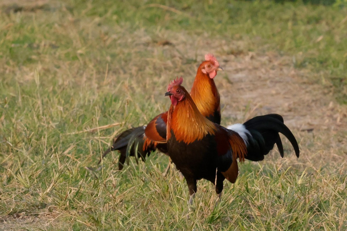 セキショクヤケイ - ML646843970