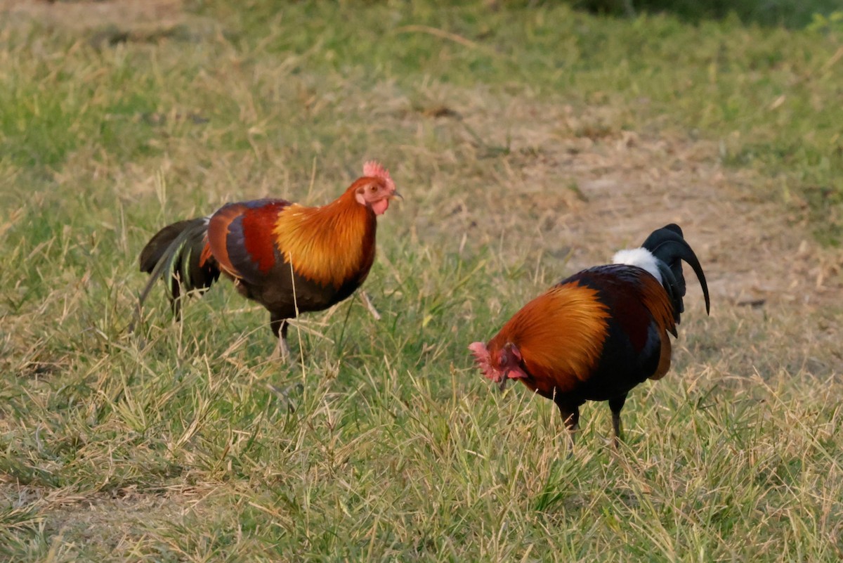 セキショクヤケイ - ML646843971