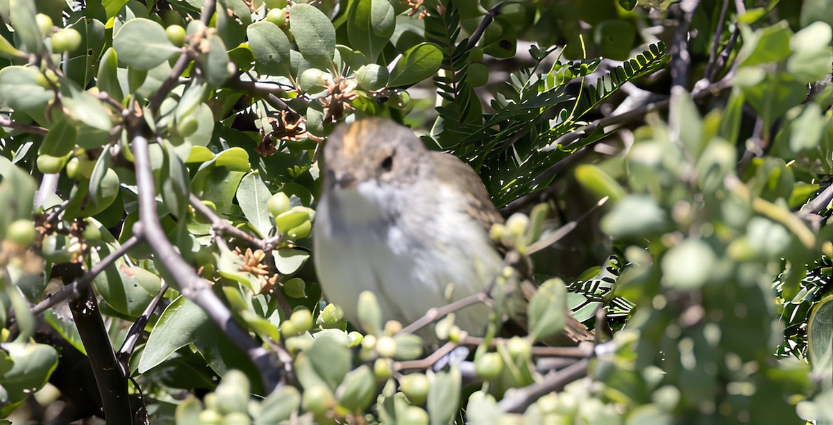Fulvous-crowned Scrub-Tyrant - ML646843972