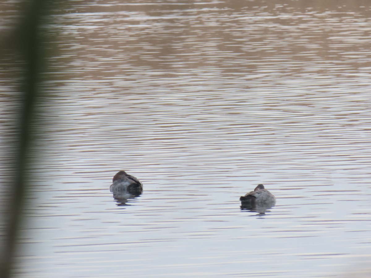 taffeland - ML646843974