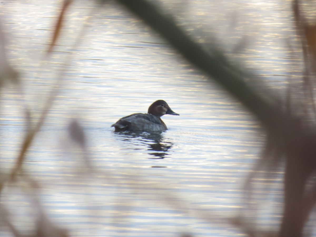 taffeland - ML646843975