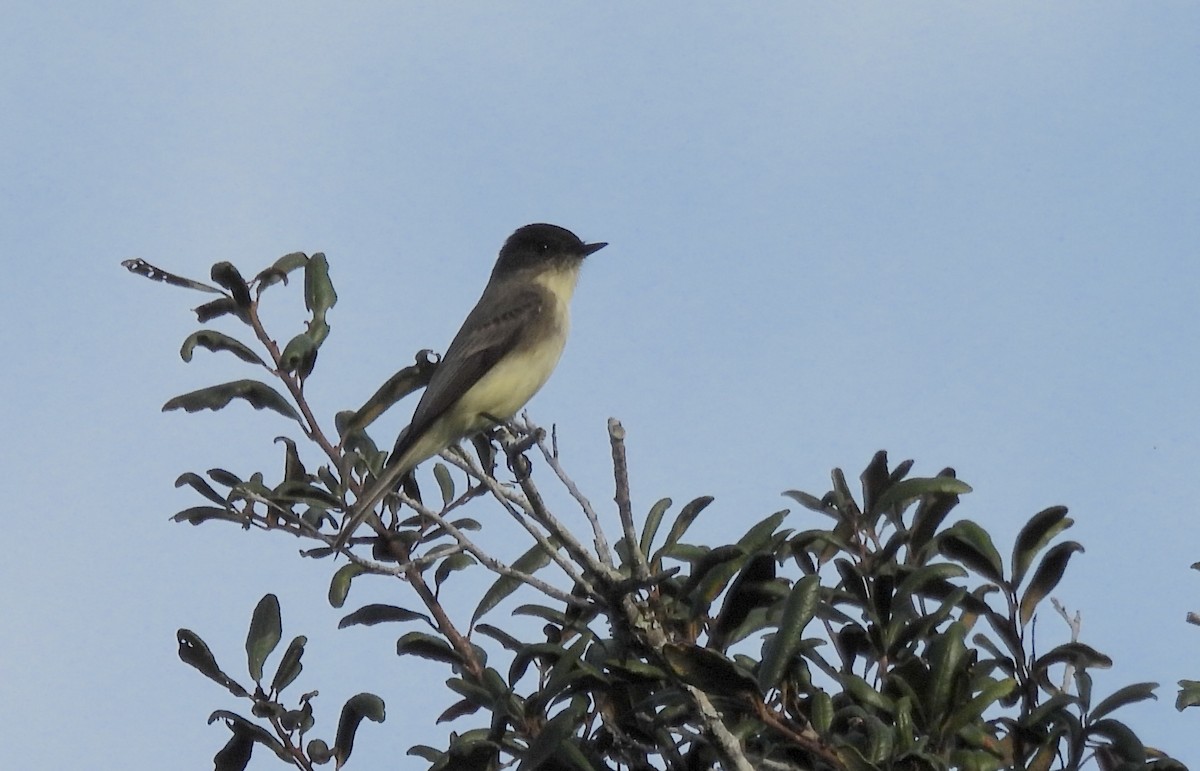 Ak Karınlı Fibi - ML646843976