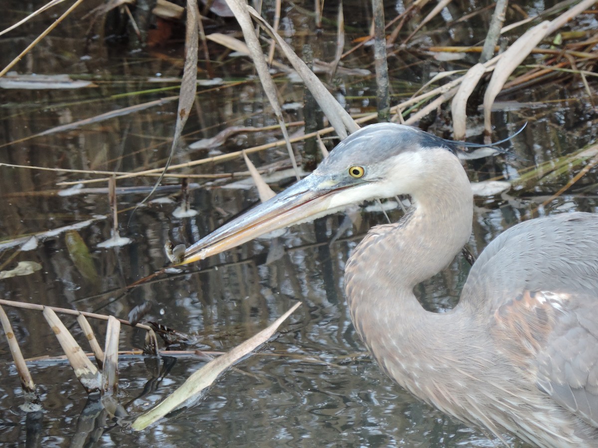 Great Blue Heron (Great Blue) - ML646843979