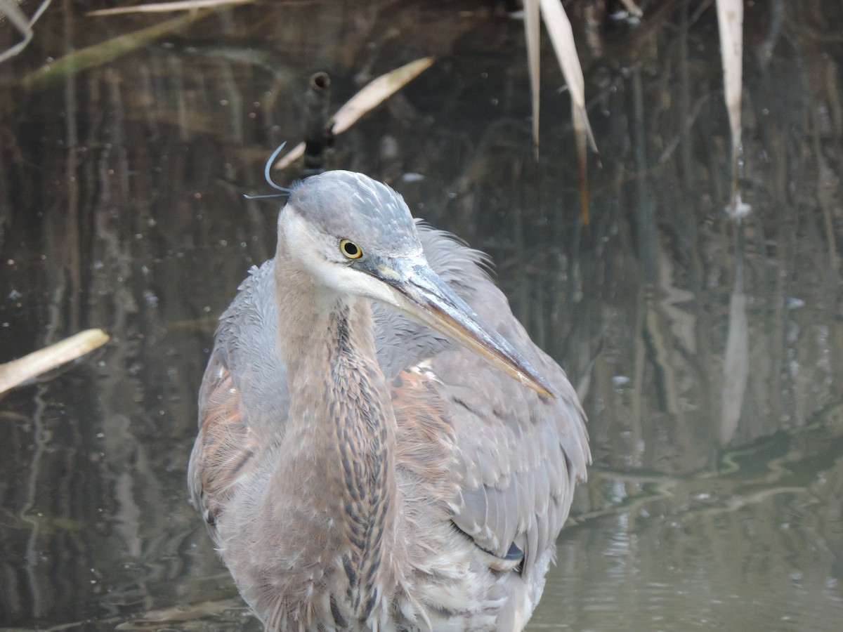 Great Blue Heron (Great Blue) - ML646843980