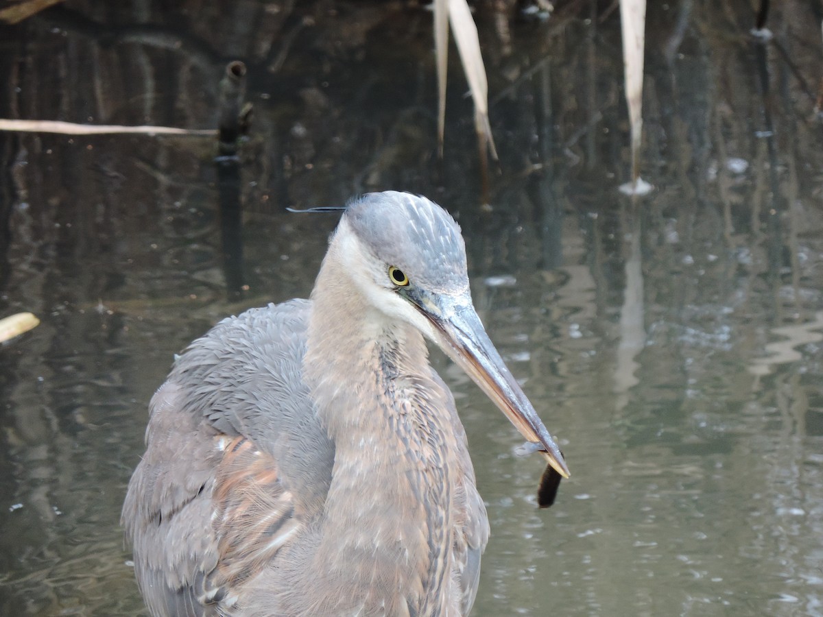Great Blue Heron (Great Blue) - ML646843981