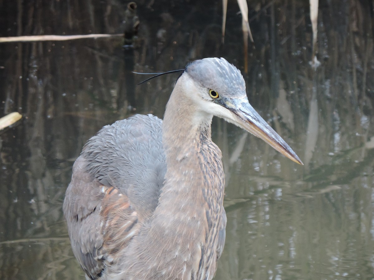 Great Blue Heron (Great Blue) - ML646843982
