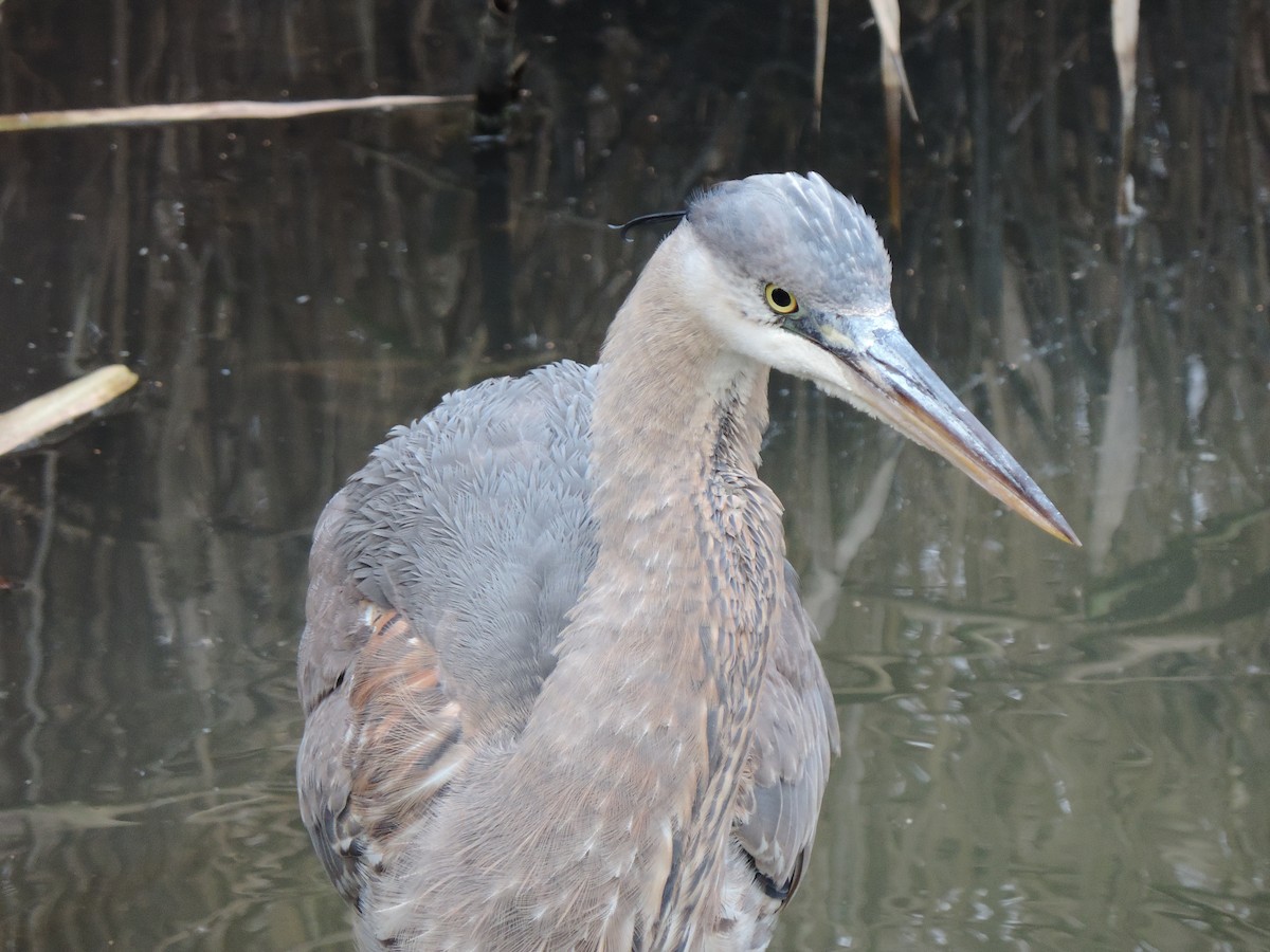 Great Blue Heron (Great Blue) - ML646843983