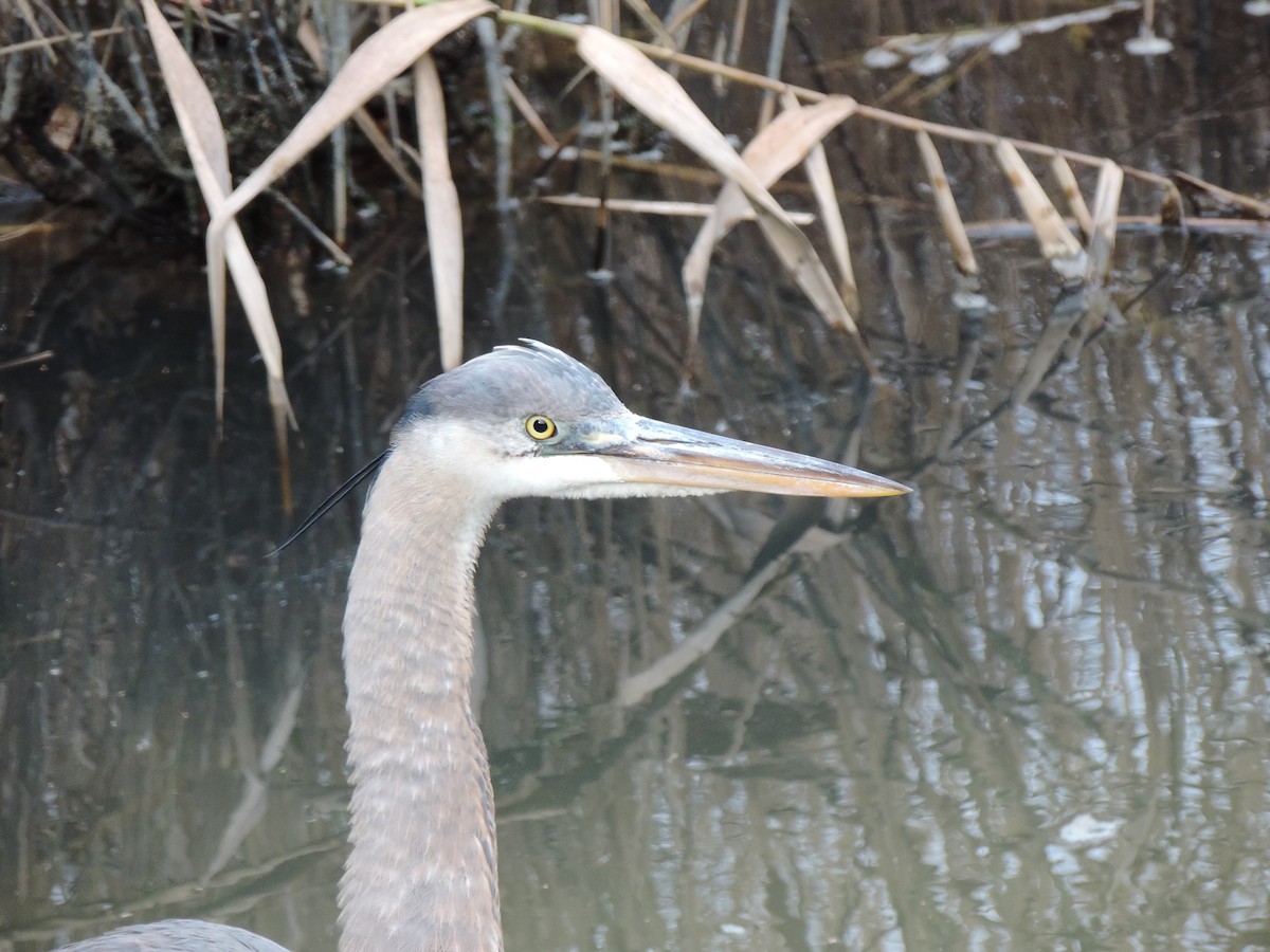 Great Blue Heron (Great Blue) - ML646843984