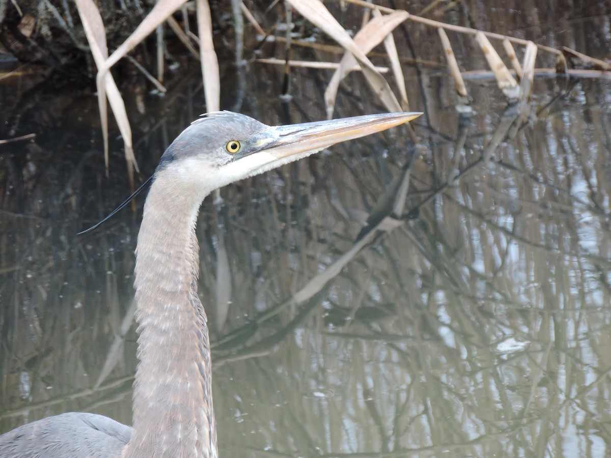 Great Blue Heron (Great Blue) - ML646843985