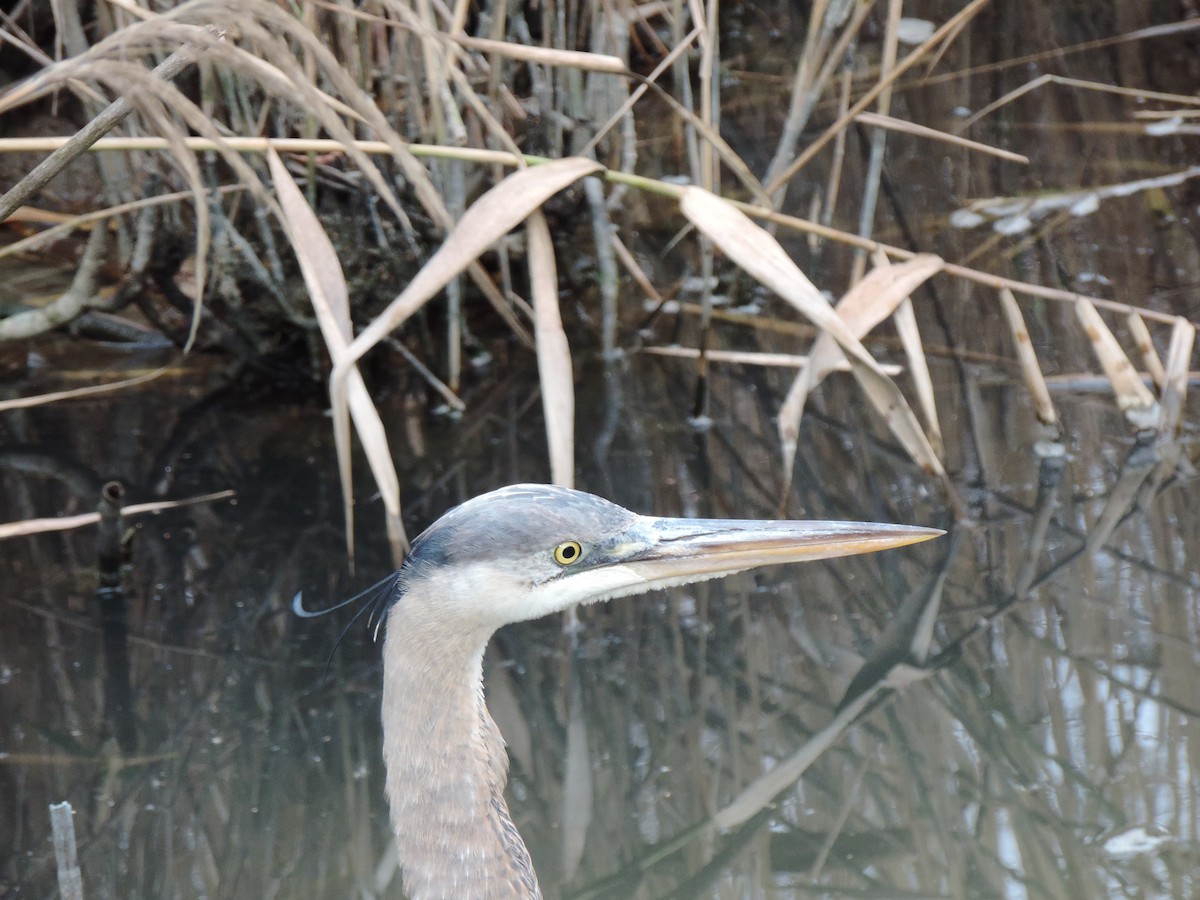 Great Blue Heron (Great Blue) - ML646843986