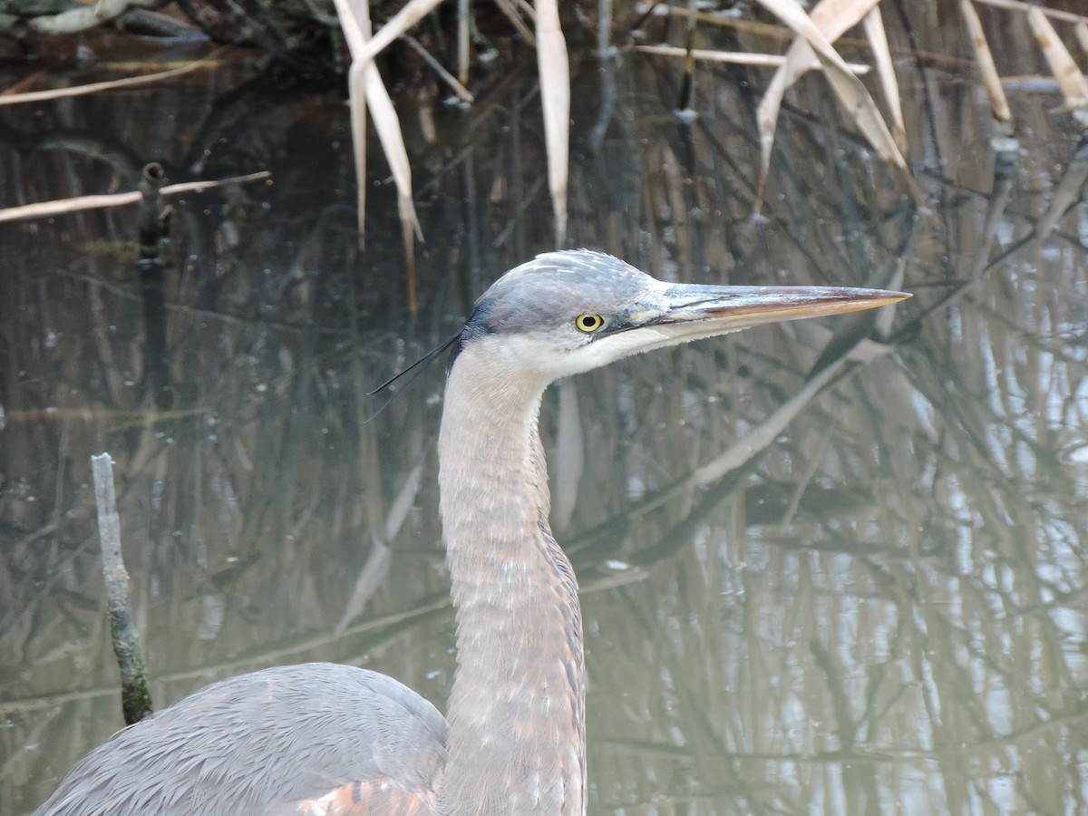 Great Blue Heron (Great Blue) - ML646843987