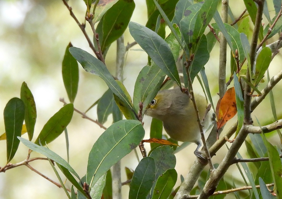 Ak Gözlü Vireo - ML646843990