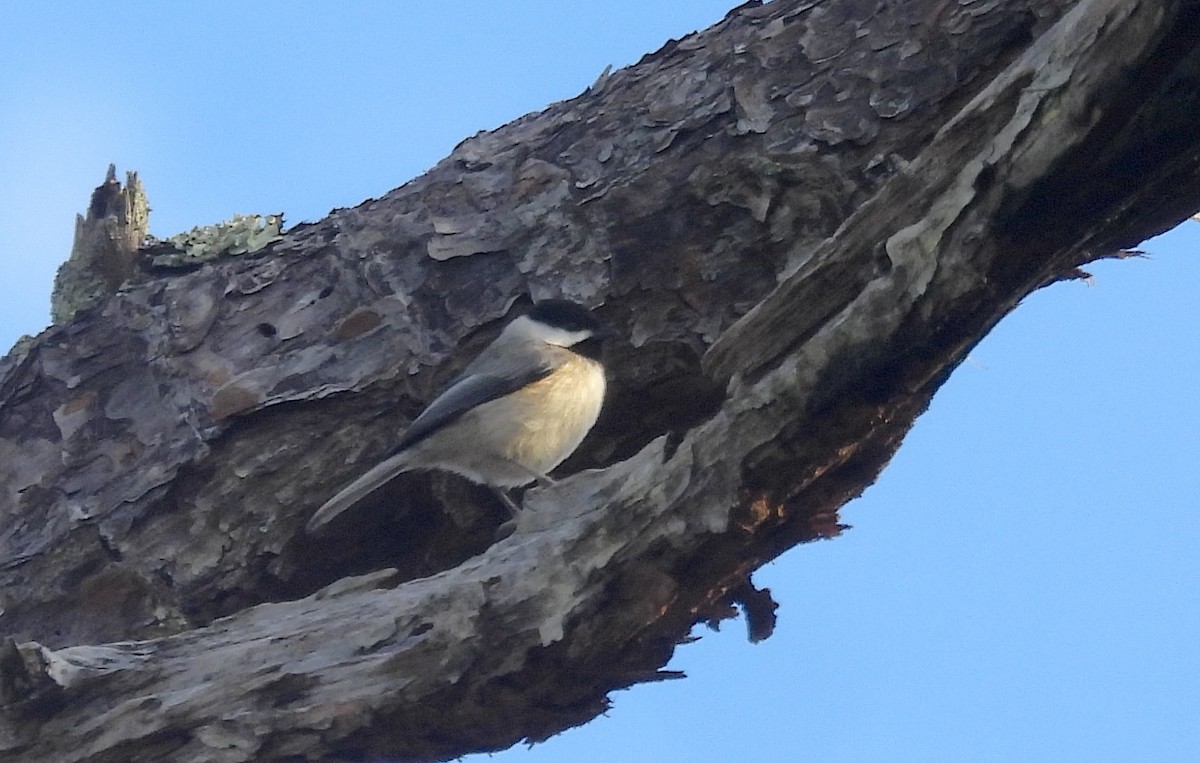 Karolina Baştankarası - ML646843997