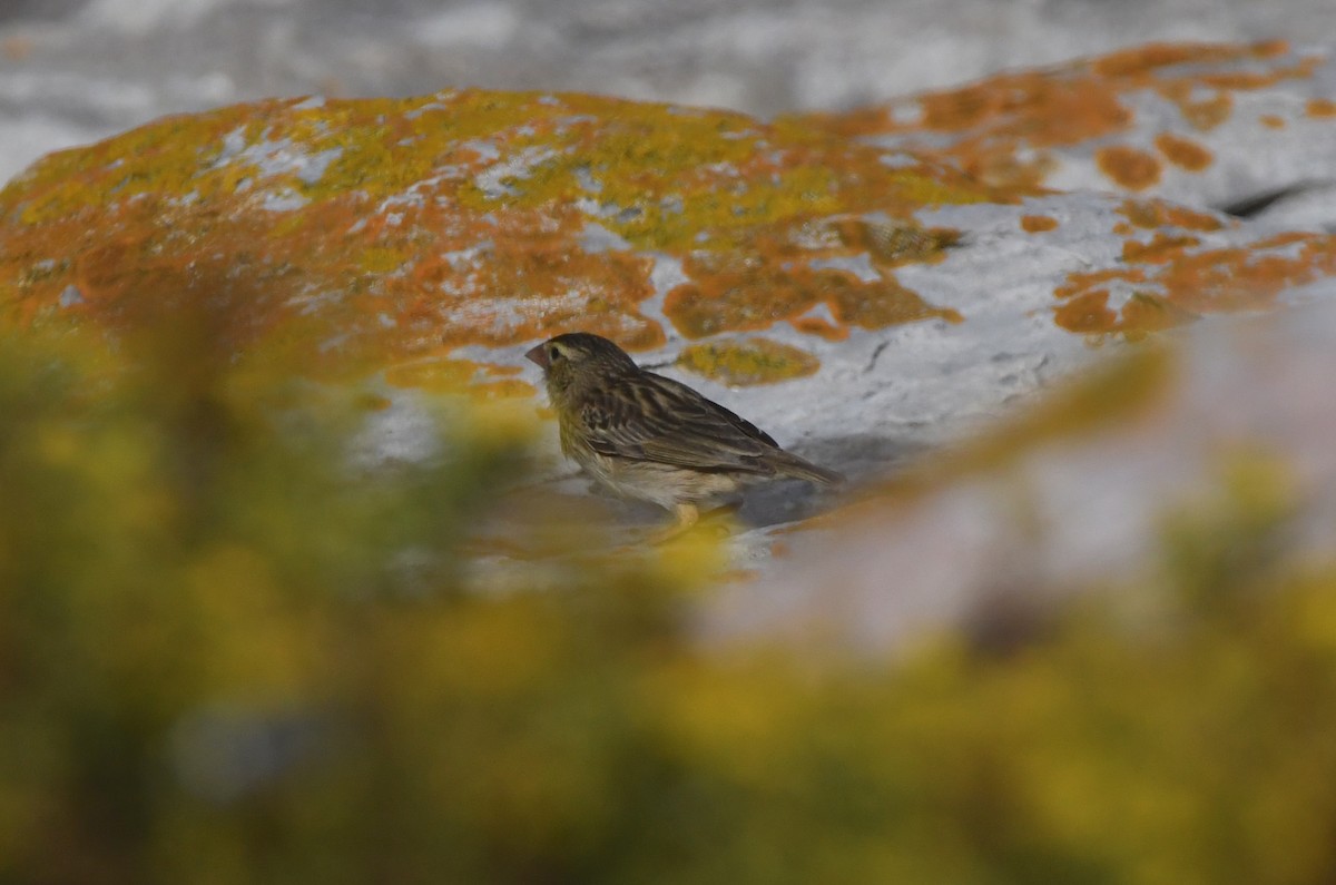 Southern Red Bishop - ML646843998