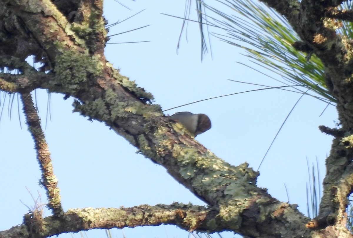 brhlík hnědohlavý - ML646844000