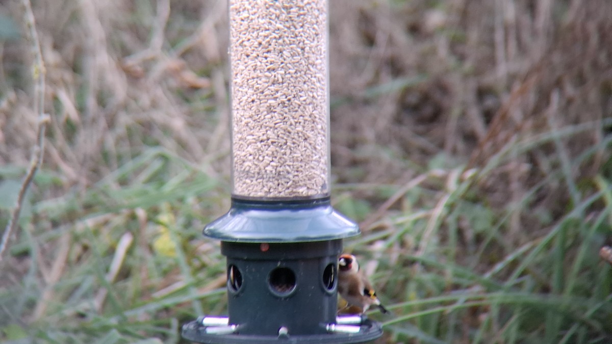 Cardellino - ML646844005