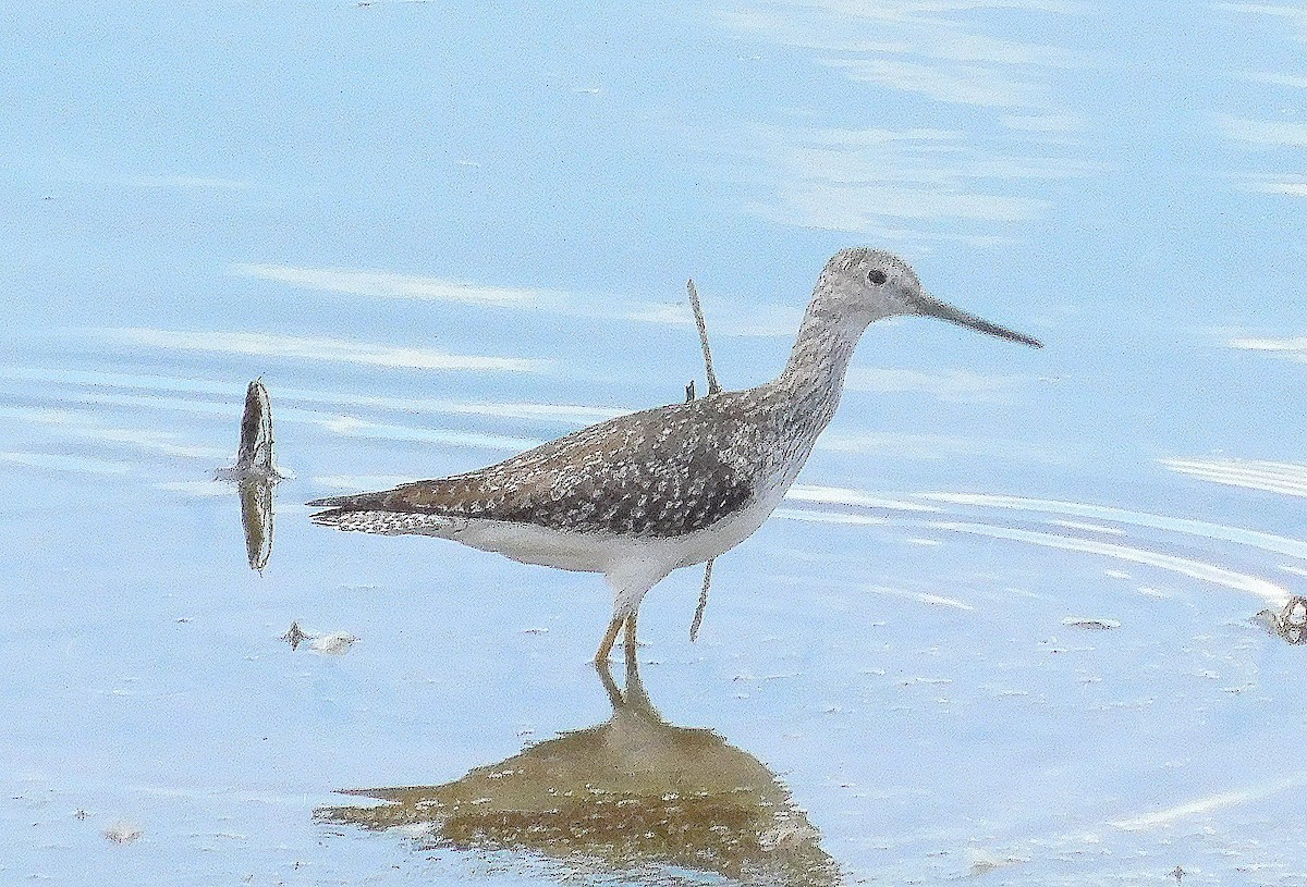Greater Yellowlegs - ML646844007