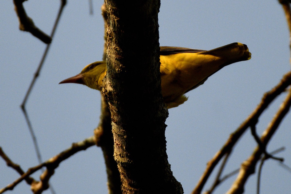 Indian Golden Oriole - ML646844009