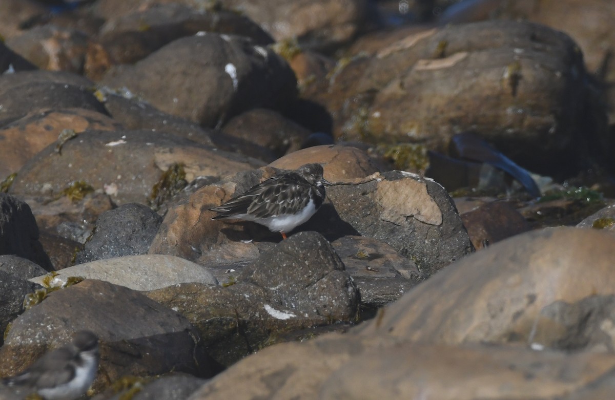 Ruddy Turnstone - ML646844010