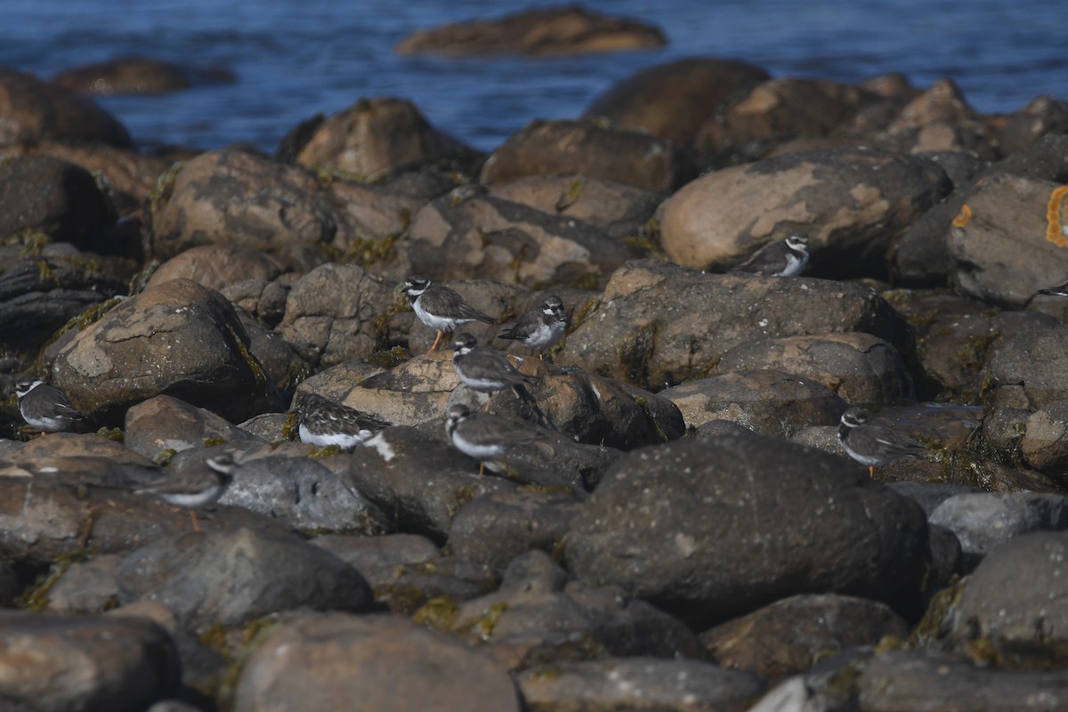 Common Ringed Plover - ML646844012