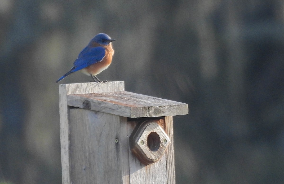 Doğulu Mavi Ardıç - ML646844013