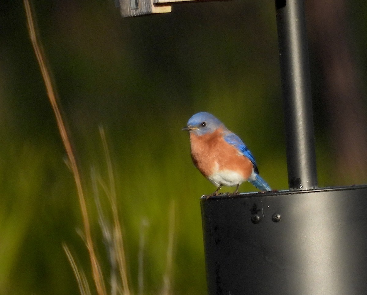 Doğulu Mavi Ardıç - ML646844015