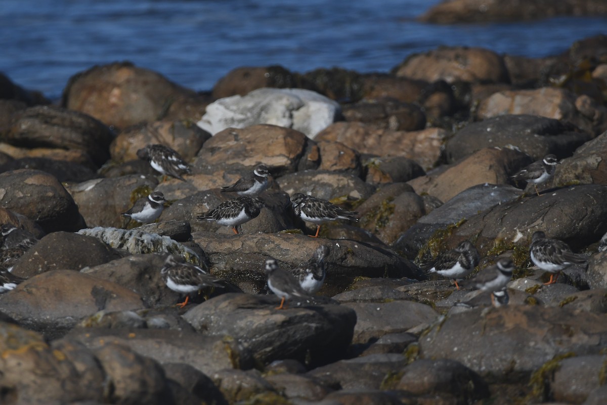 Ruddy Turnstone - ML646844016