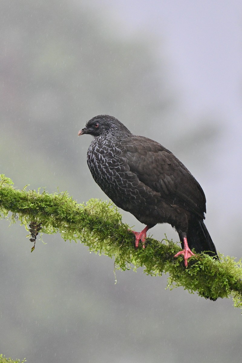 guan andský - ML646844020