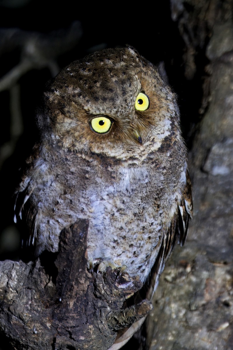 Mountain Scops-Owl - ML646844021