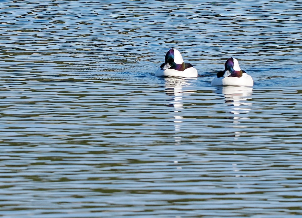 Ak Yanaklı Ördek - ML646844022