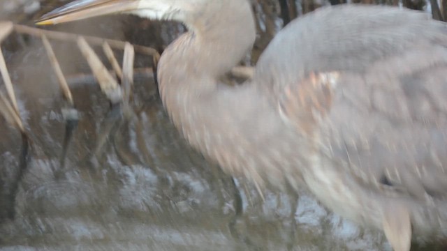Great Blue Heron (Great Blue) - ML646844023