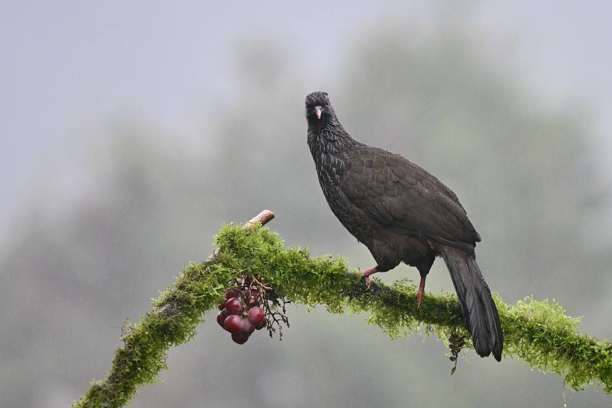 guan andský - ML646844024