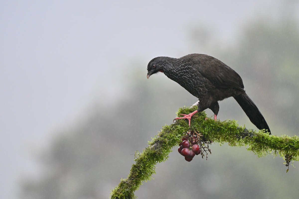 guan andský - ML646844025