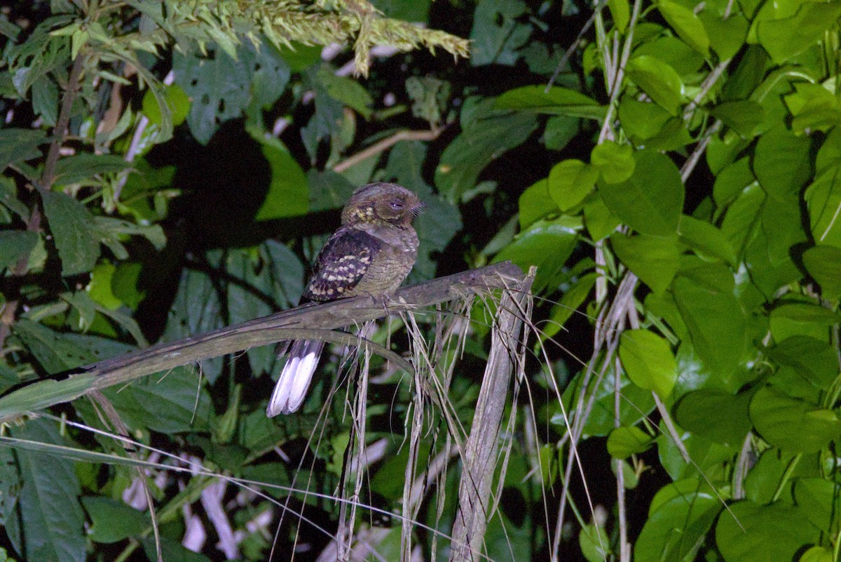 Fiery-necked Nightjar (Black-shouldered) - ML646844027