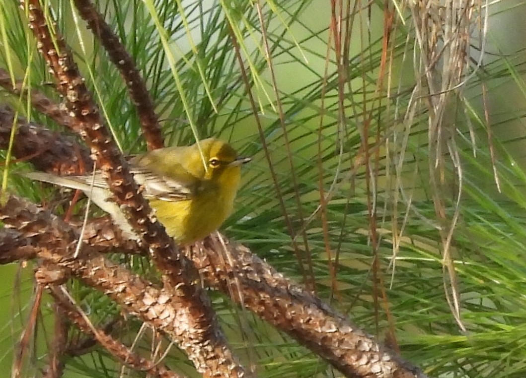 Çam Ötleğeni - ML646844030