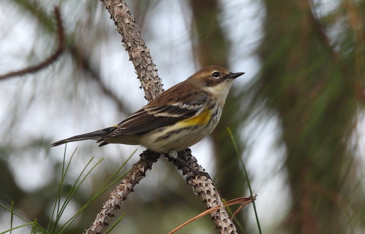 Пісняр-лісовик жовтогузий - ML646844034