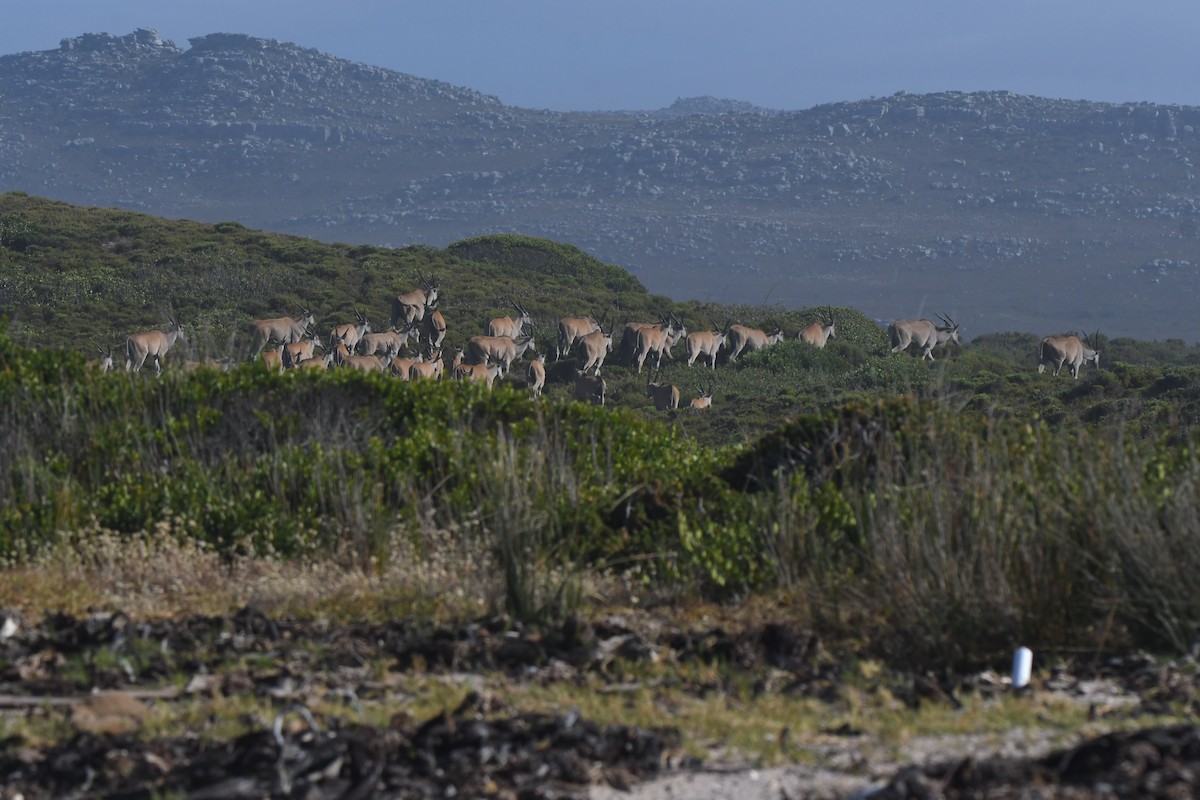 Cape Eland - ML646844035