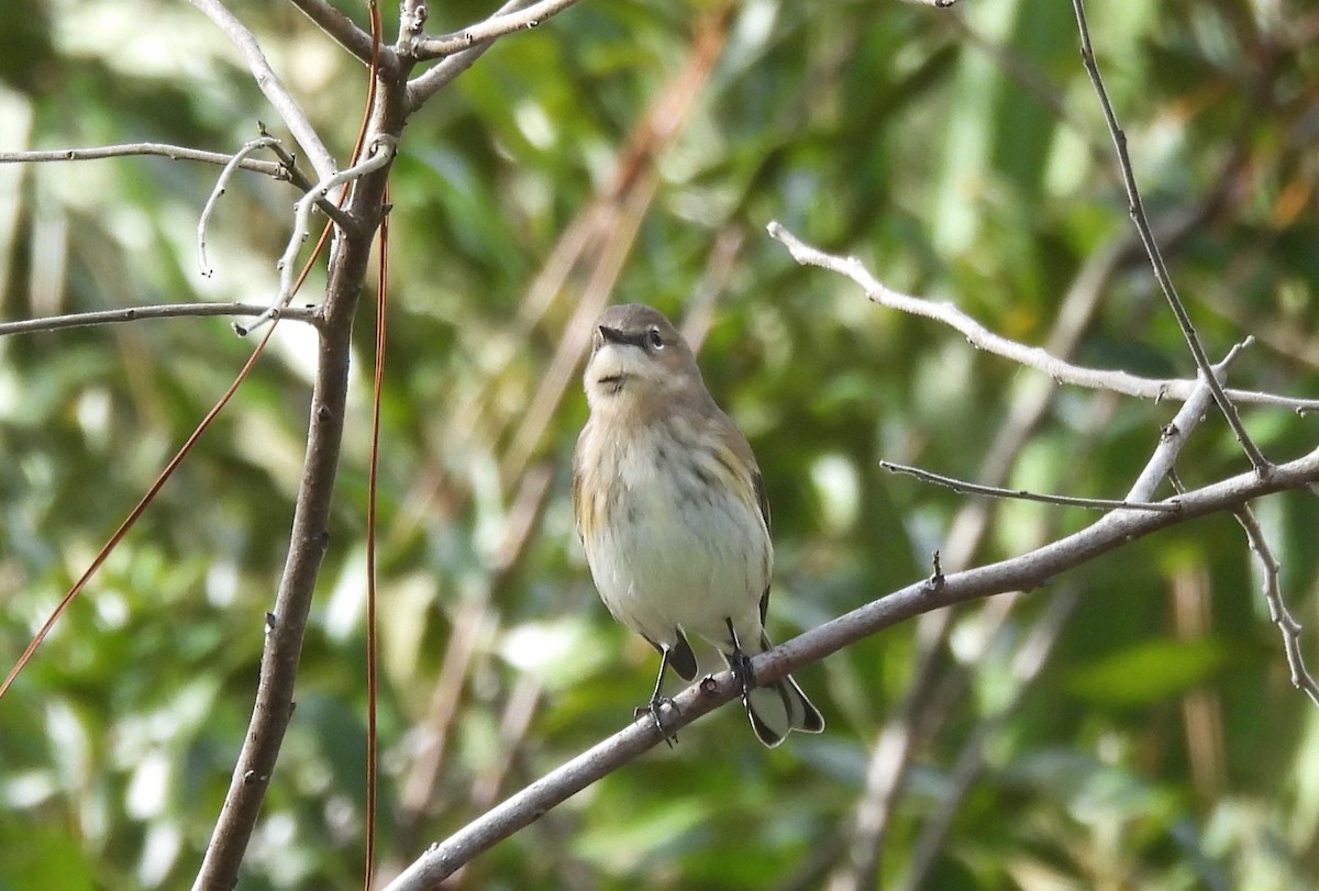 Пісняр-лісовик жовтогузий - ML646844036