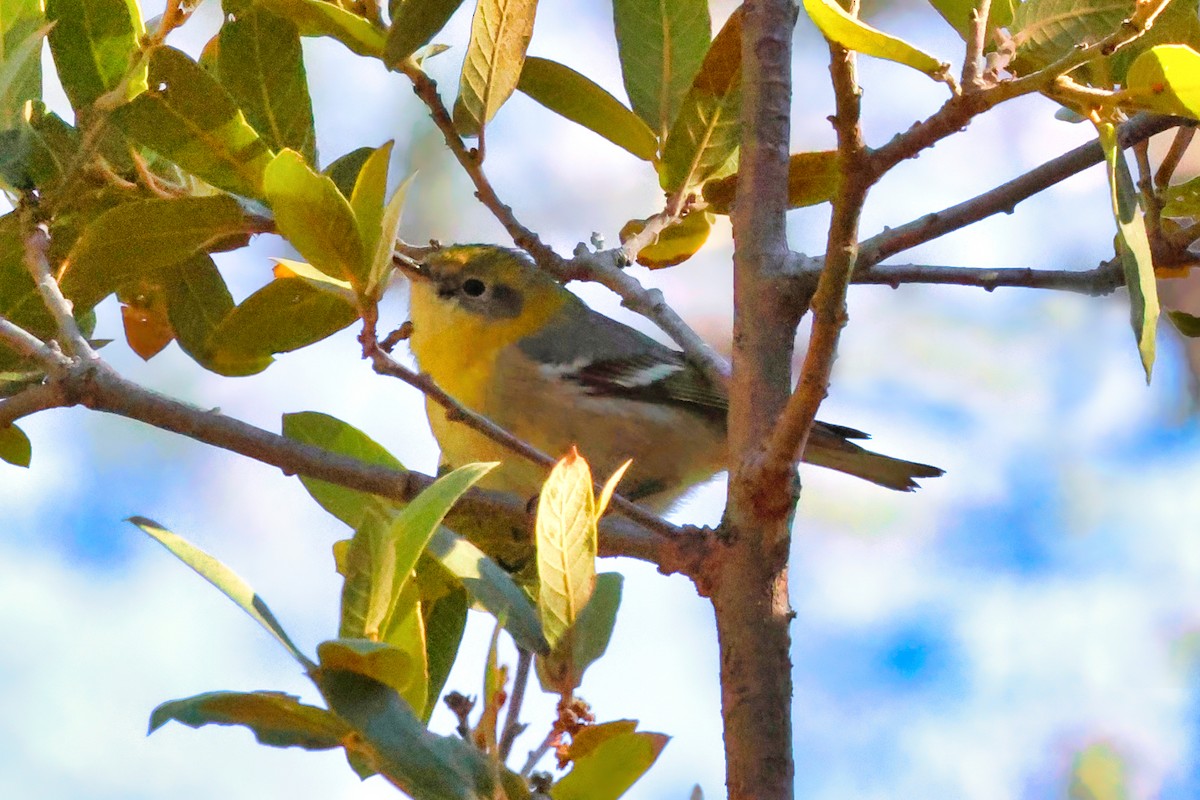 Zeytuni Ötleğen - ML646844037