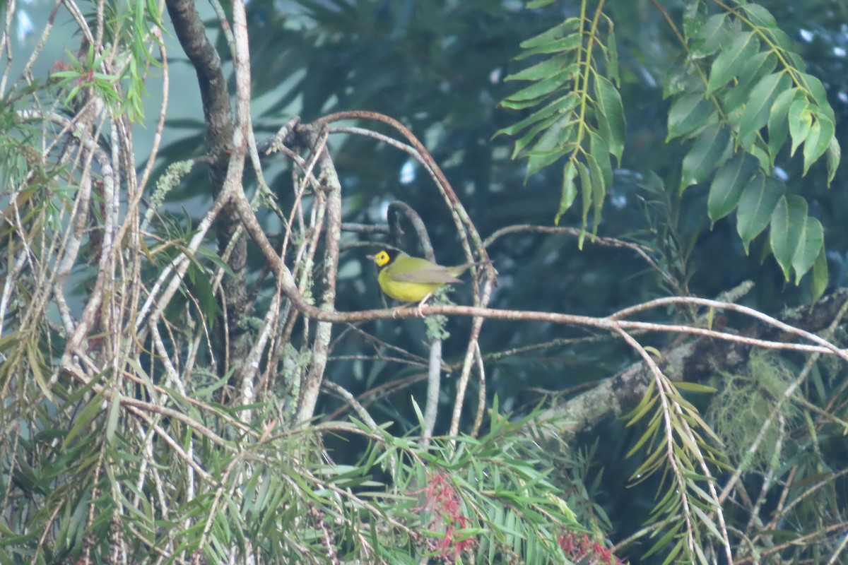 Болотянка чорногорла - ML646844039