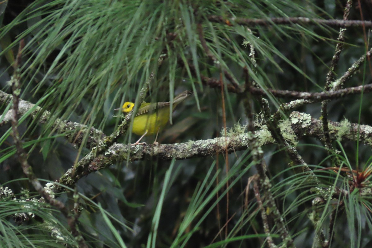 Болотянка чорногорла - ML646844040