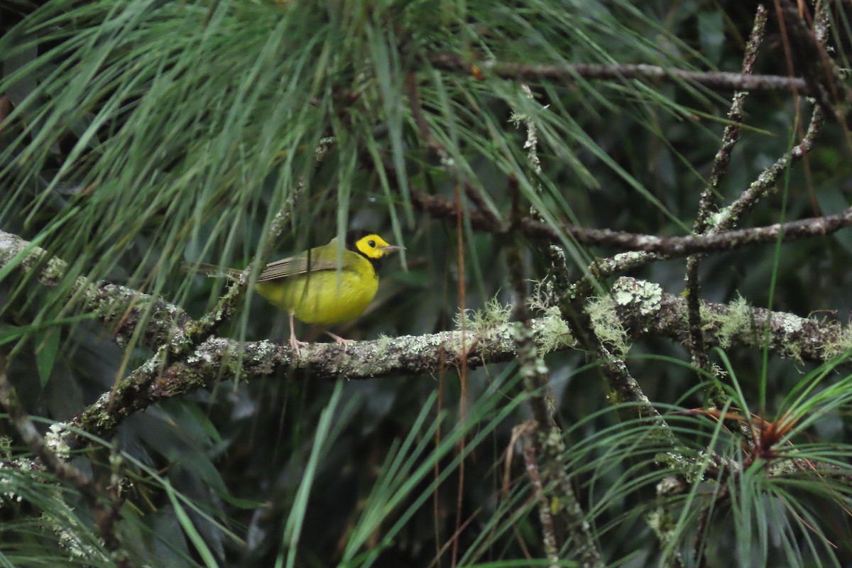 Болотянка чорногорла - ML646844041